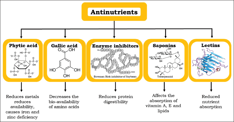 Anti-Nutrients and their Impact